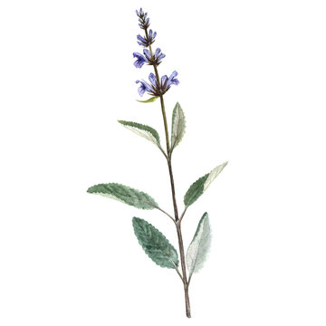 watercolor plant of salvia