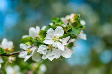 White flowers of apple