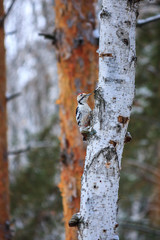 Great spotted woodpecker (Dendrocopos major) on the tree of winter background. Male Hairy Woodpecker in the snow.