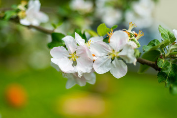 Fototapeta na wymiar White flowers of apple