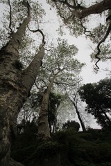parc de Funchal, Mad&egrave;re