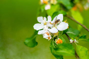 White flowers of apple