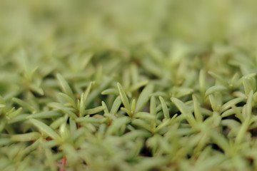 Beautiful Spring Pelargonium Blooming Flower Detail in Bokeh Background
