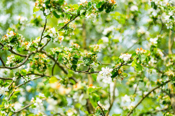 White flowers of apple