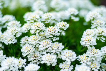 White flowers textured background,