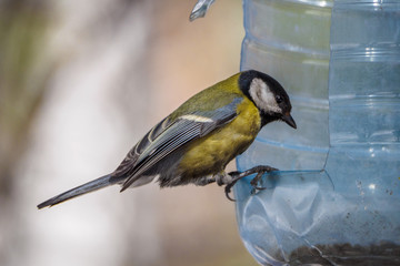 Blue tit sitting on a bird feeder. Big plastic bottle used as feeder for birds in winter. Great Tit with a seed in the beak is perched on the aperture.