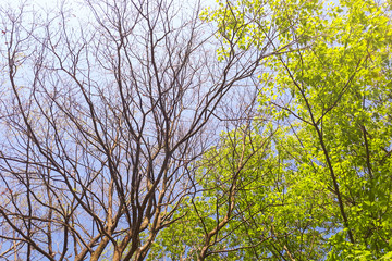 branches of trees with new young leaves
