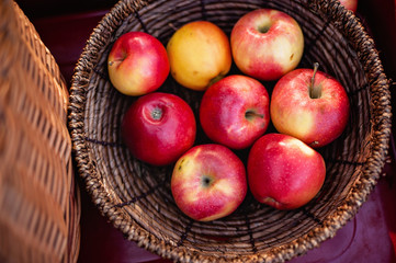 Naklejka na ściany i meble Apple harvest. Ripe red apples in the basket on the green grass.