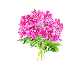 Naklejka na ściany i meble Bouquet of many pink peonies