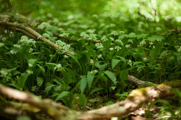 Fresh, blooming wild garlic on the forest floor