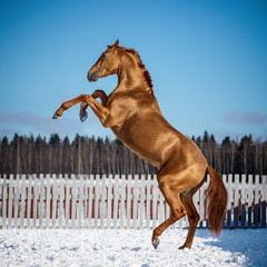 Red rearing horse on blue sky background isolated