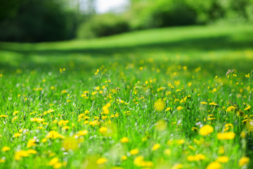 fresh green spring, summer meadow with wildflowers can be used as background