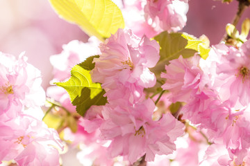 Fototapeta na wymiar Close up of Pink Blossom Cherry Tree Branch, Sakura, during Spring Season
