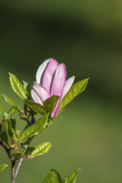 Beautiful Light Pink Magnolia Tree with Blooming Flower