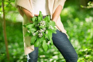 woman hands holding wild garlic in the forest, can be used as background - 203369902