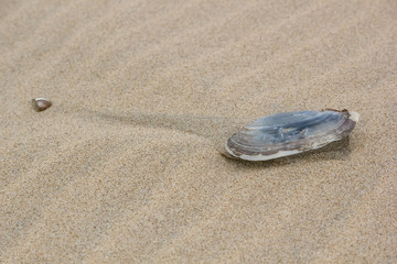 Oyster on sand after low tide, background, texture. Coast of the North Sea, Netherlands