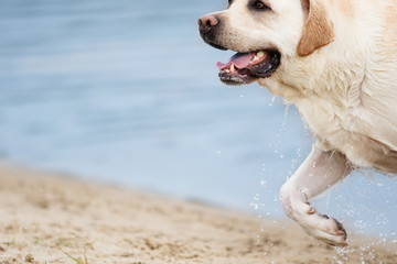 dog in the spray of water