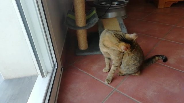 chat,toilette