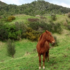 Fototapeta premium Horse on the Pipiriki Road