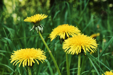 Flowers of dandelions in grass on a meadow
