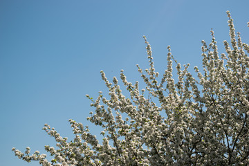 nature sky tree flower spring season outdoor