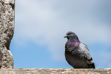 background blue city wall pigeon landmark