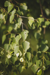 Green birch leaves on branches on a sunny summer evening. On one of the leaves sits a small caterpillar.