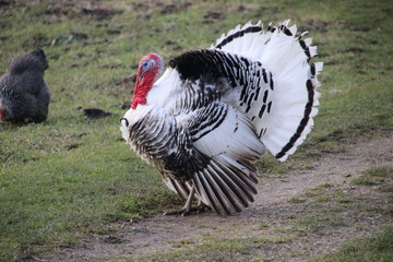 Agressive turkey with feathers high during mating season in Oud Verlaat