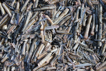 Shells and razors blades on the beach along the shore of the North Sea at Katwijk, the Netherlands