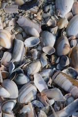 Fototapeta premium Shells and razors blades on the beach along the shore of the North Sea at Katwijk, the Netherlands