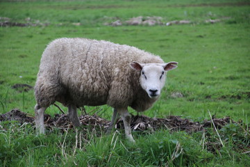 Naklejka na ściany i meble sheeps in the meadows of polder Wilde Veenen in Moerkapelle the Netherlands.