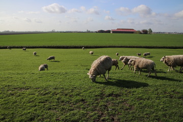 Obraz premium sheeps in the meadows of polder Wilde Veenen in Moerkapelle the Netherlands.