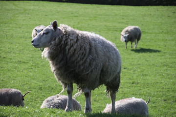 sheeps in the meadows of polder Wilde Veenen in Moerkapelle the Netherlands.