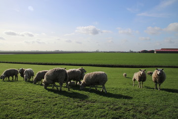 sheeps in the meadows of polder Wilde Veenen in Moerkapelle the Netherlands.