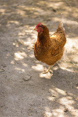 Chicken in garden