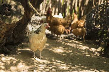 Free Range Hens Foraging Together