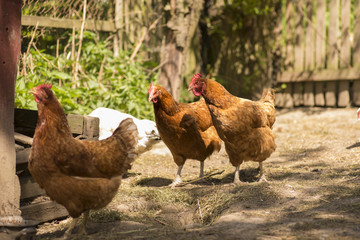 Free Range Hens Foraging Together