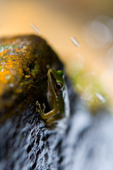 Exotic beautiful green frog and water splashes.