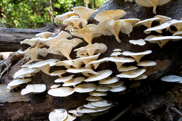 Many small fruit midges sit on mushrooms.