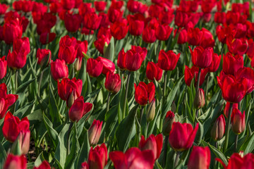 Field of bright red tulips - beautiful spring floral background