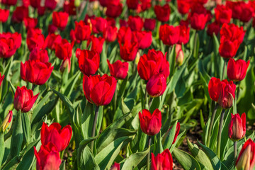 Field of bright red tulips - beautiful spring floral background