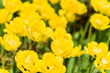 Field with beautiful yellow tulips closeup