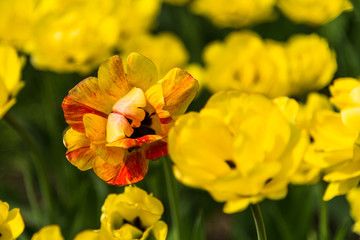 Beautiful yellow-orange tulip among yellow flowers close-up