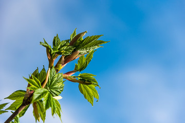 Spring branch with young leaves against the blue sky