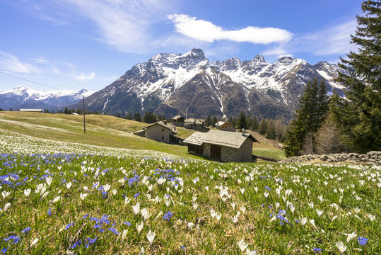 Crocus during spring blooming, Alpe Braccia, Malenco Valley, province of Sondrio, Valtellina, Lombardy