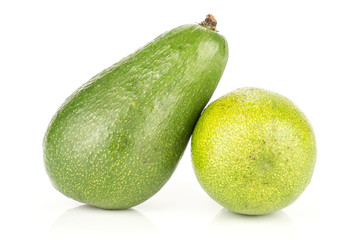 Two green smooth avocado isolated on white background ripe shiny bacon variety pair.