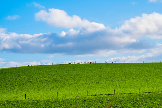 Stunning scene Cloudy and blue sky with green grassland. New Zealand agriculture in the rural area.