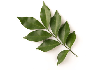 Green leaves isolated on white background.