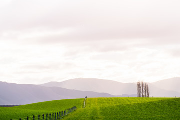 Stunning scene Cloudy and blue sky with green grassland. New Zealand agriculture in the rural area. © Klanarong Chitmung
