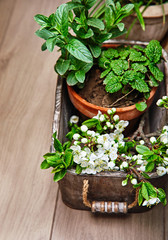 Fragrant spicy herb mint and melissa in pot wooden basket